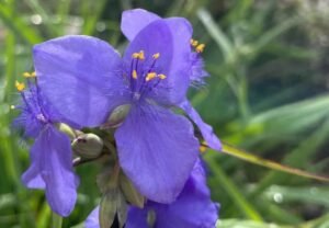 Spiderwort: Vibrant Garden Treasures