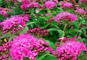 Spirea : Graceful Garden Charmers