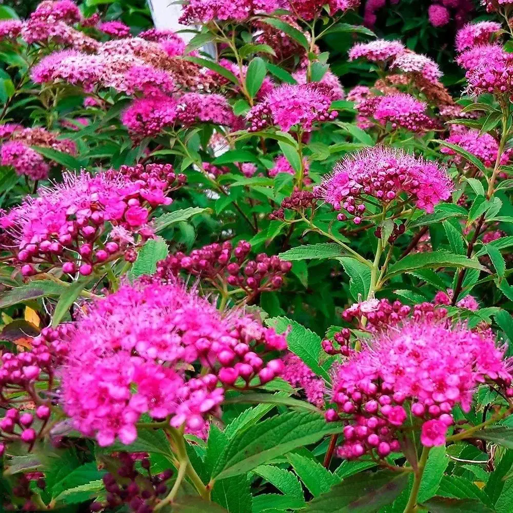  Beautiful Spirea bush showcasing pink blossoms and green leaves