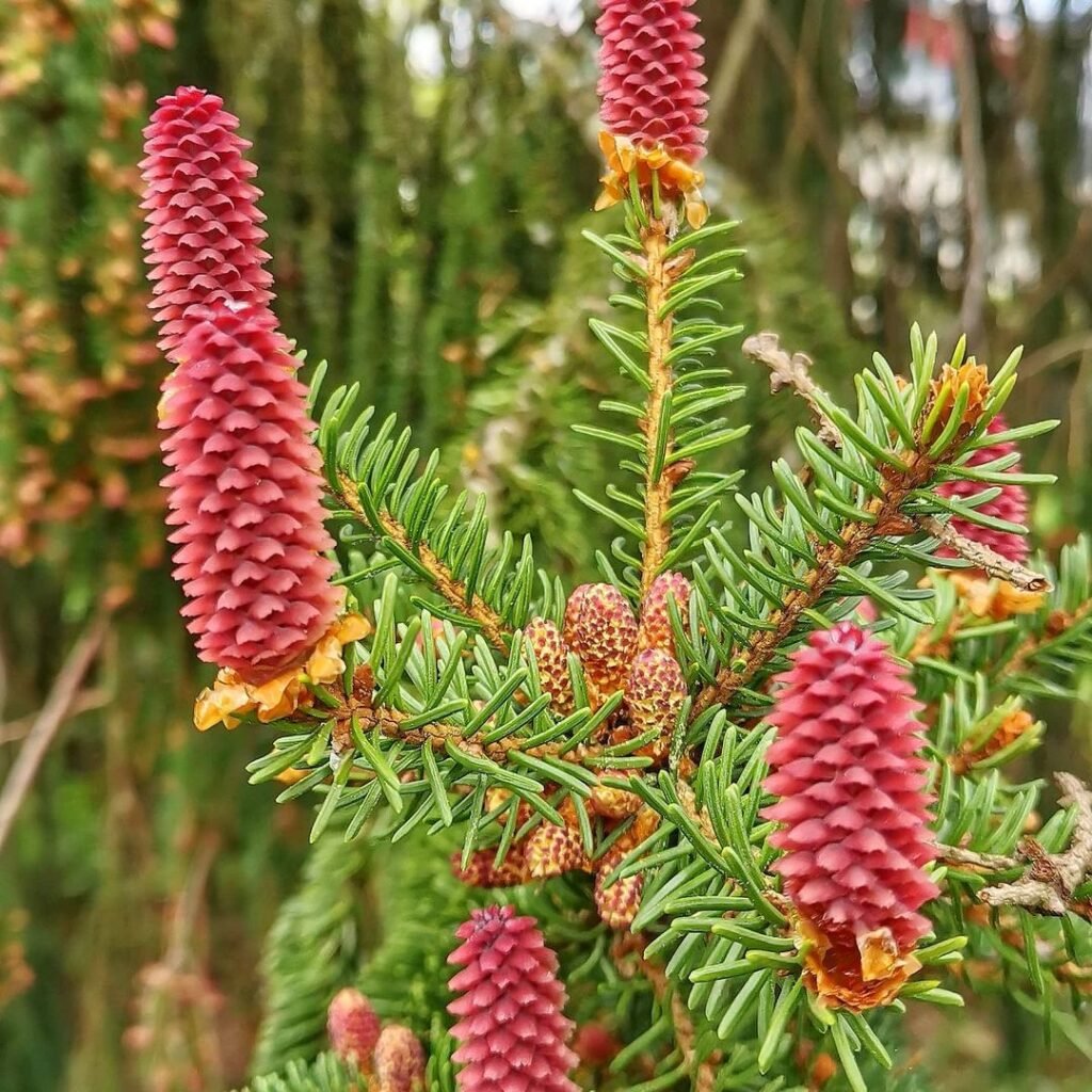 Pine tree close-up showcasing red cones, commonly referred to as Spruce Flowers.