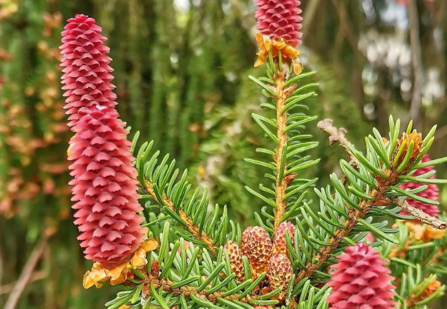 Spruce Flowers: Nature's Hidden Gems