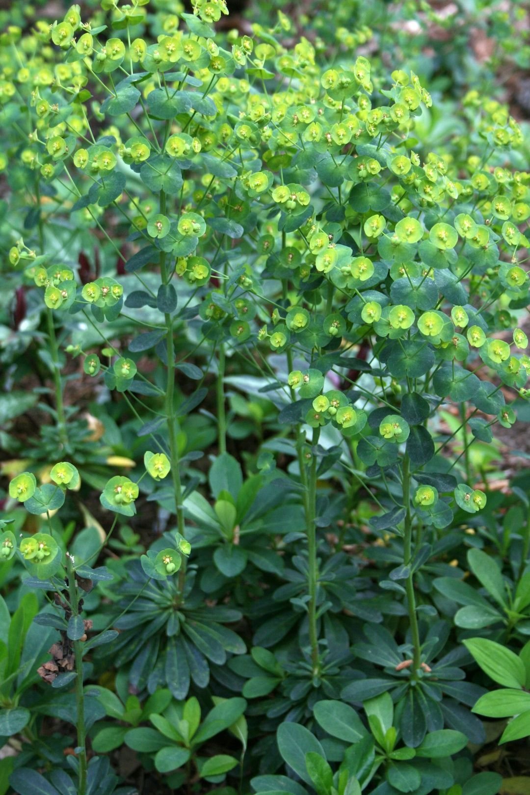  A spurge plant with green leaves and flowers in the woods.
