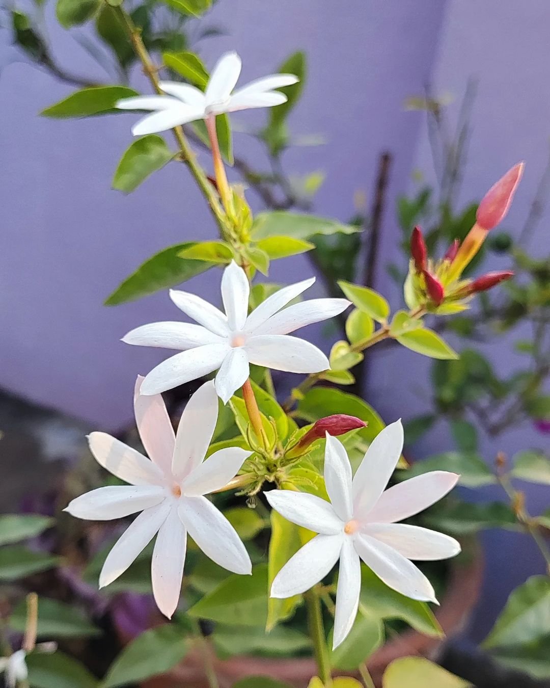 A potted Common Star Jasmine plant with white flowers.