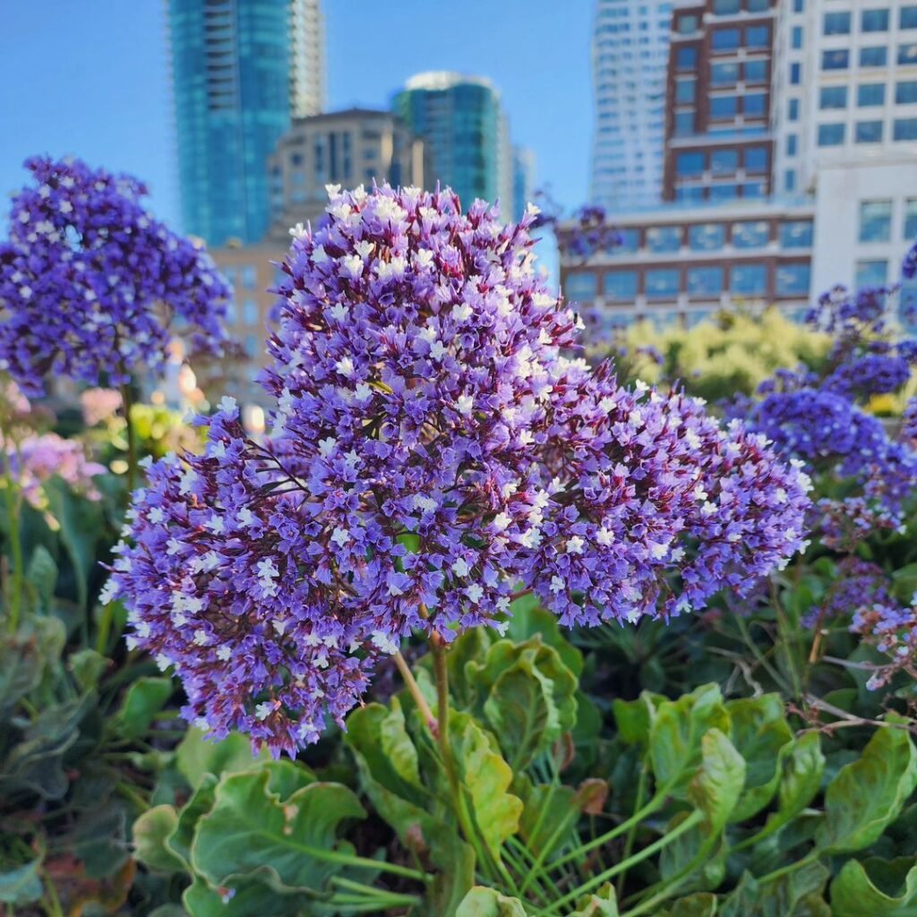 Purple Statice Flowers blooming in front of towering buildings.