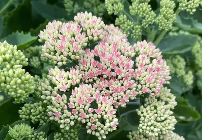 Stonecrop Flowers: The Tough Guys Your Garden Needs