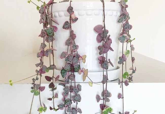 String of Hearts: Growing This Unique Trailing Beauty