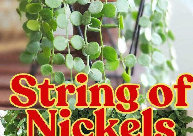 String of Nickels