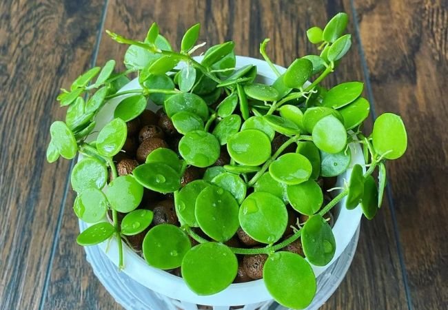 String of Nickels: A Unique Hanging Plant for Your Home