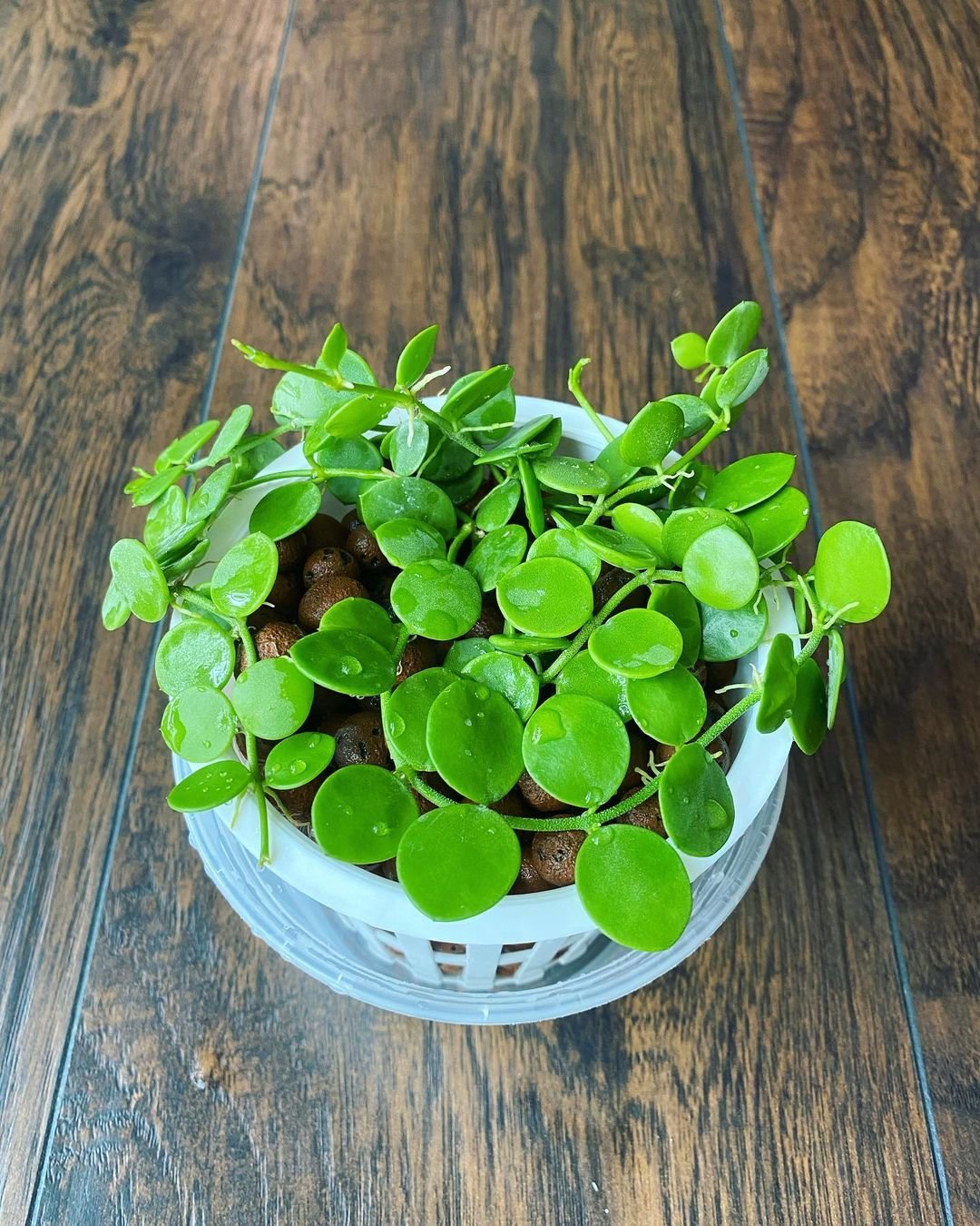 A String of Nickels plant in a white bowl on a wooden table.