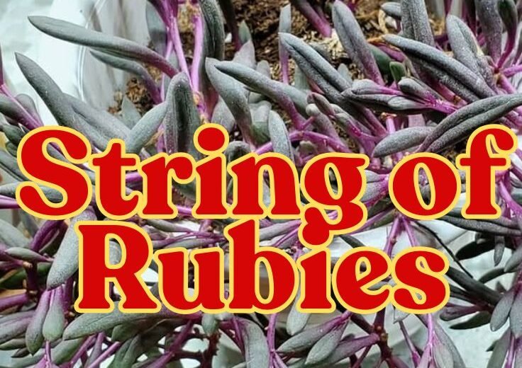 String of Rubies