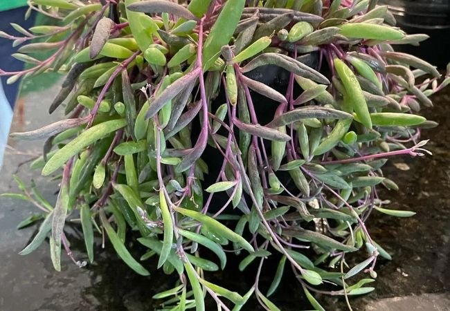 String of Rubies: A Gorgeous Hanging Plant for Your Home