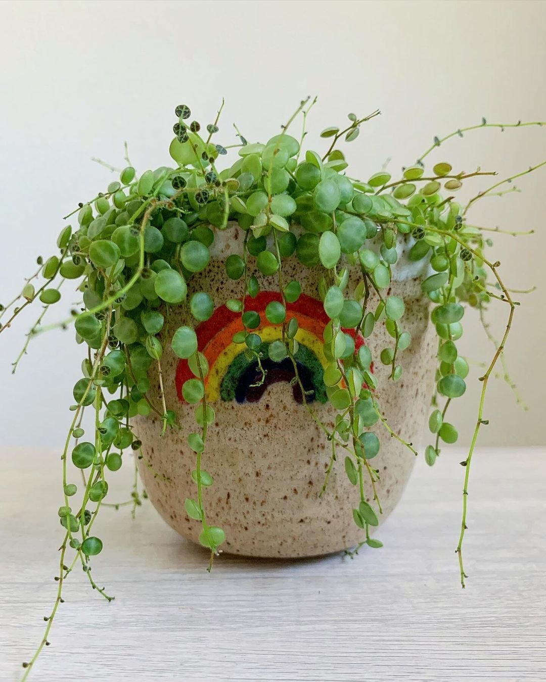 A String of Turtles plant in a pot with a rainbow painted on its leaves.