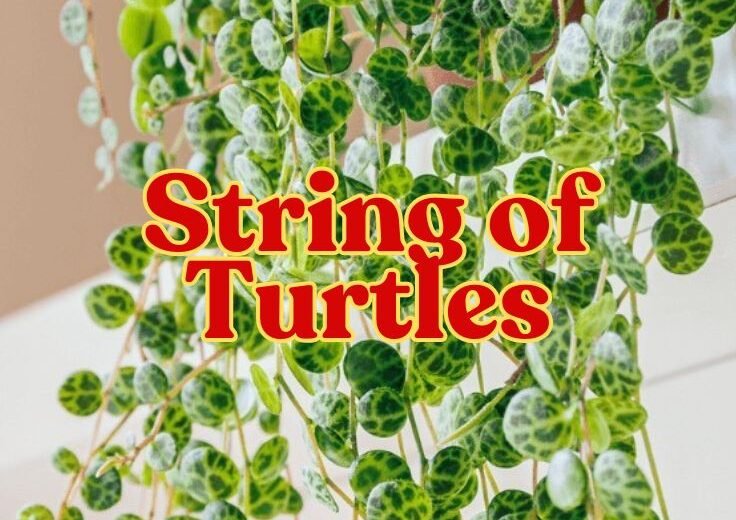 String of Turtles