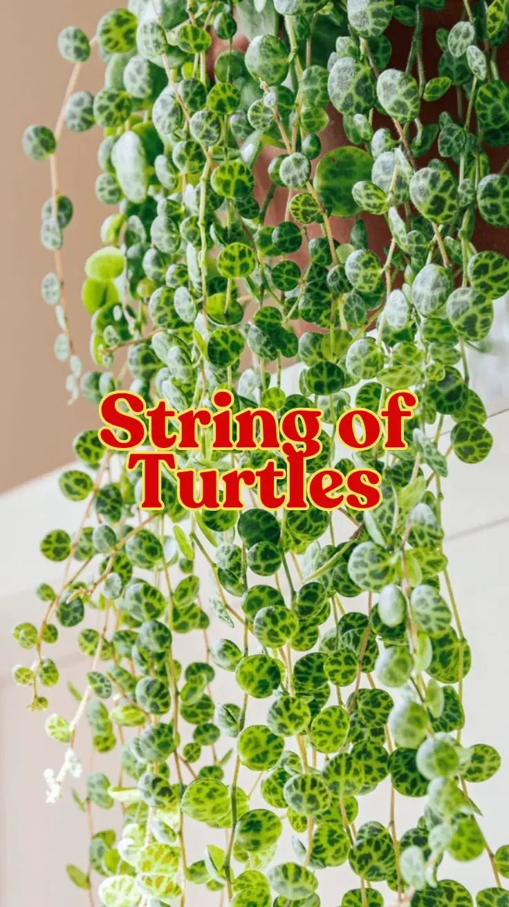 String of Turtles