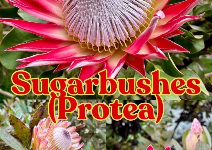 Sugarbushes (Protea)