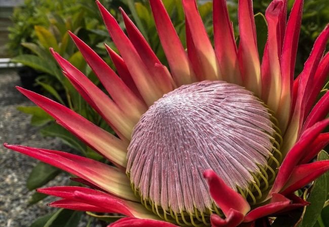 Sugarbushes (Protea) : Nature’s Exotic Beauties