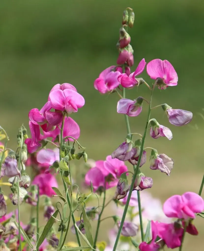 Colorful Sweet Pea flowers blooming in the garden.