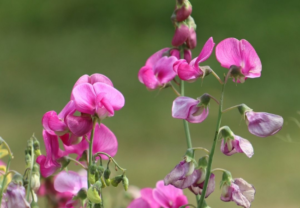 Sweet Peas: Growing and Enjoying These Lovely Flowers