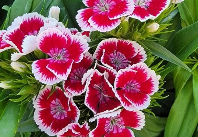 Sweet William: A Colorful and Easy-to-Grow Garden Favorite