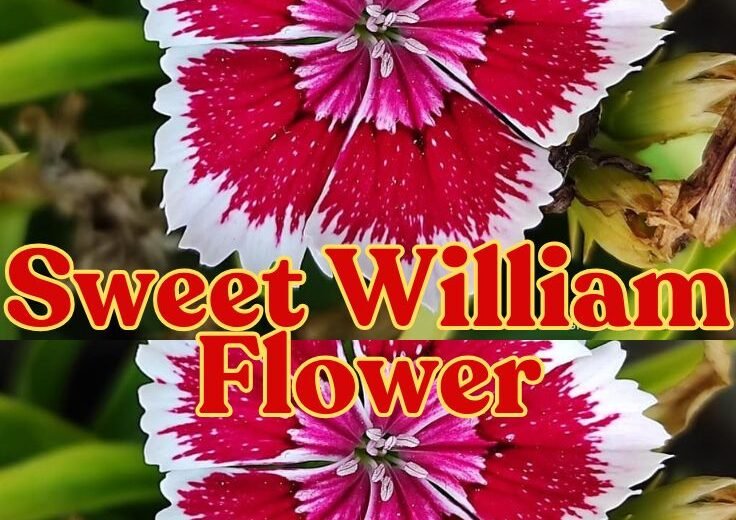 Sweet William Flower