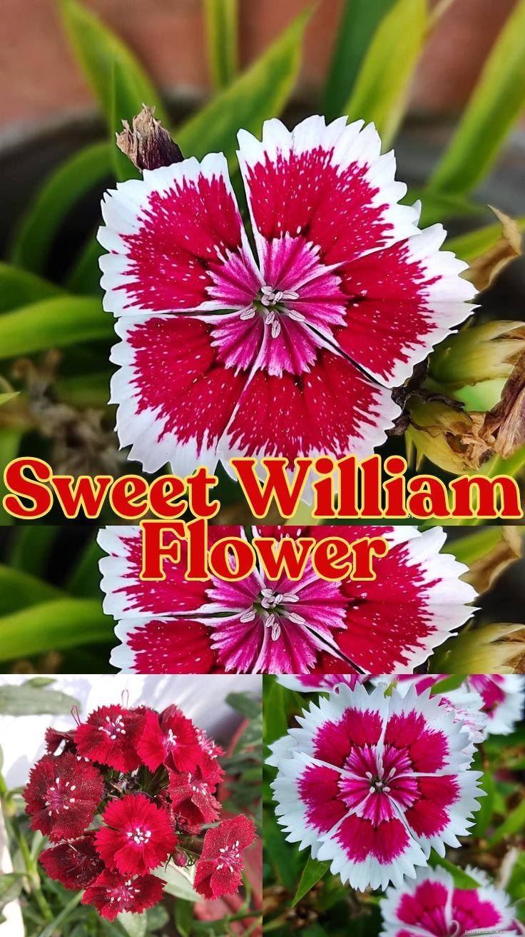 Sweet William Flower