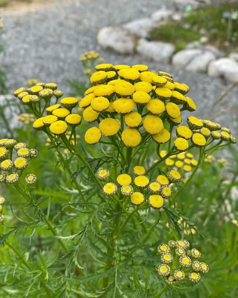 Tansy plant with bright yellow blooms in gravel.

