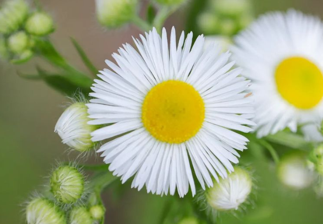 Fleabane: The Charming Daisy-like Wildflower