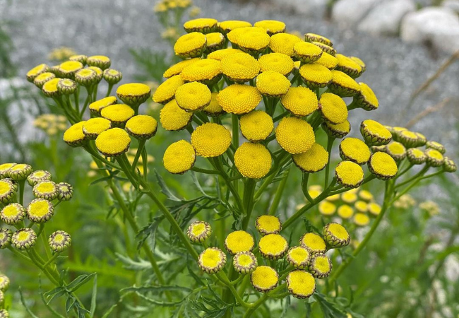 Tansy Flower : A Fascinating Plant with a Rich History