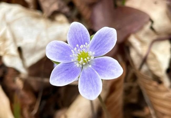 The Charming Hepatica Flower : A Guide for Nature Lovers