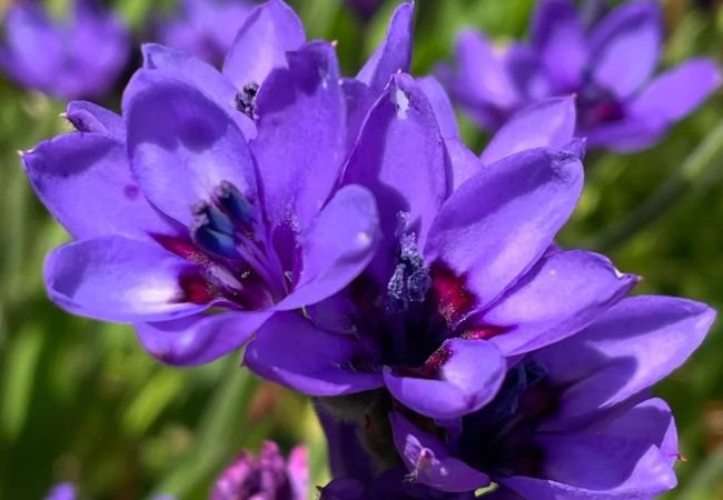 The Fascinating Baboon Flower: Nature's Quirky Beauty