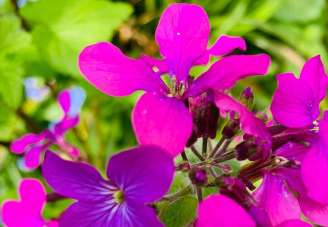 The Honesty Flower: A Garden Gem with Silver Dollars