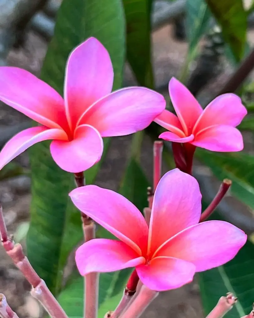 Three  Pink Hawaiian Flowers on a plant, known as 'The Pink Beauties of Hawaii'