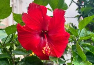 The Vibrant Hibiscus Flower: A Guide for Garden Lovers