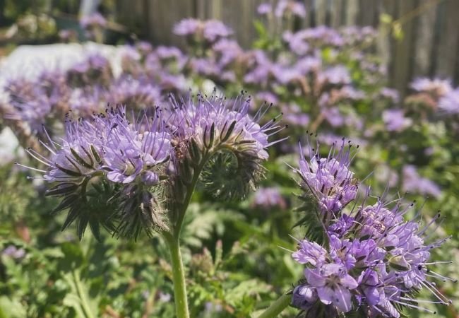 The Wonderful World of Phacelia Flowers: A Gardener's Guide