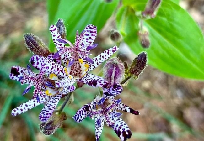 Toad Lily : The Charming Late-Bloomer for Shade Gardens