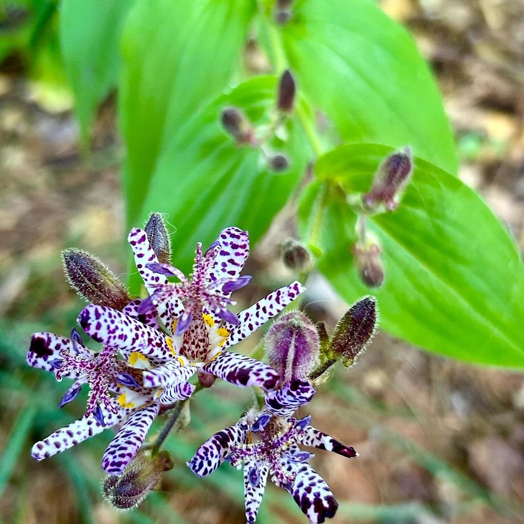 Image of a purple and white Toad Lily flower and green leaves.