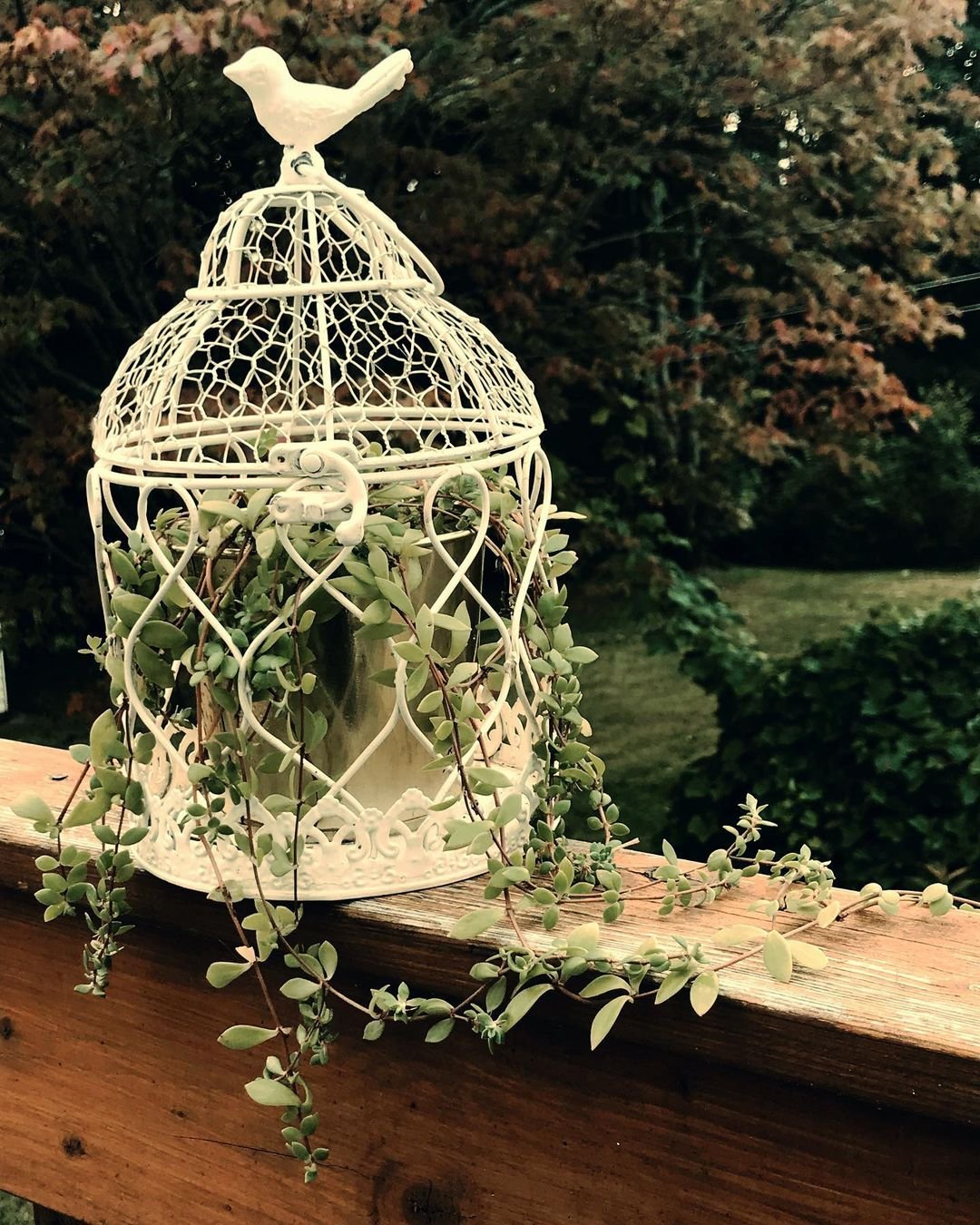  Bird sits atop birdcage, with Trailing Stonecrop adding a touch of nature.