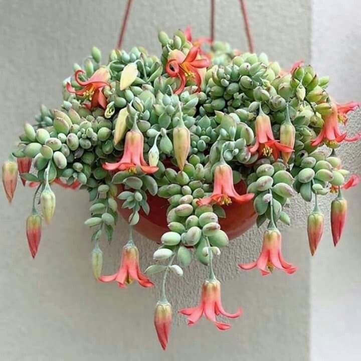 Pink trailing succulents in a hanging basket with green leaves.