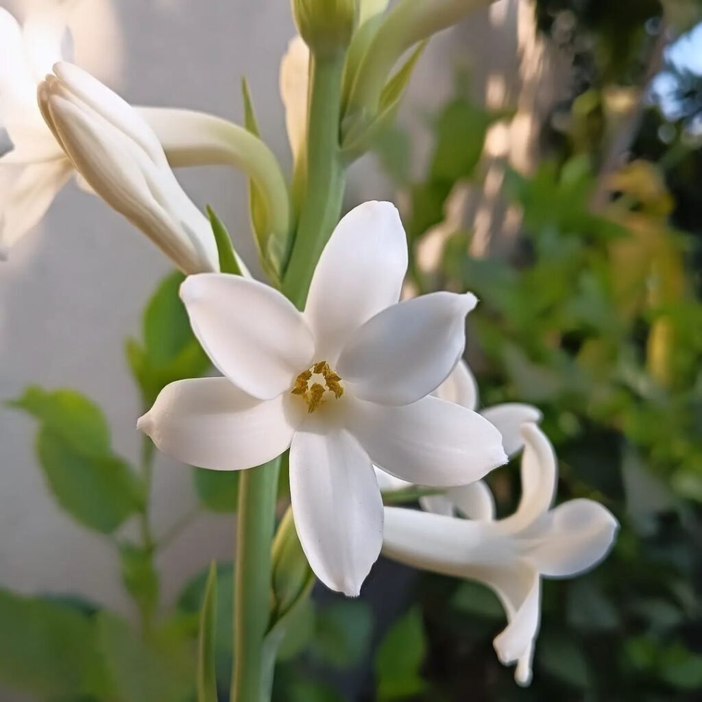 White Tuberose Flowers with green leaves in the background.