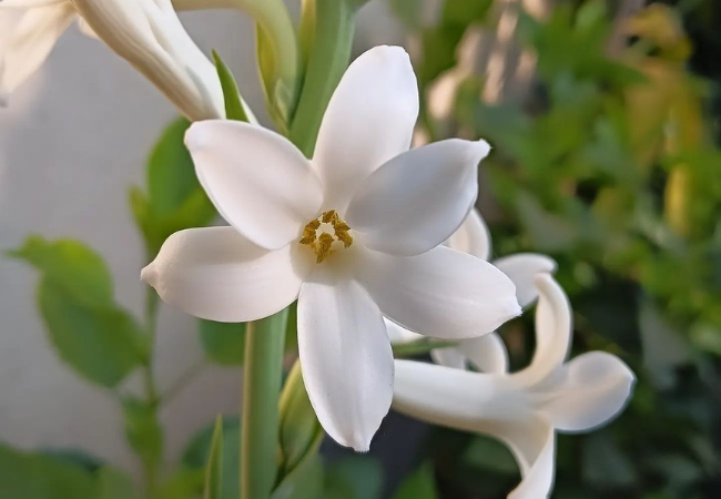 Tuberose Flowers : Growing and Enjoying Nature’s Perfume