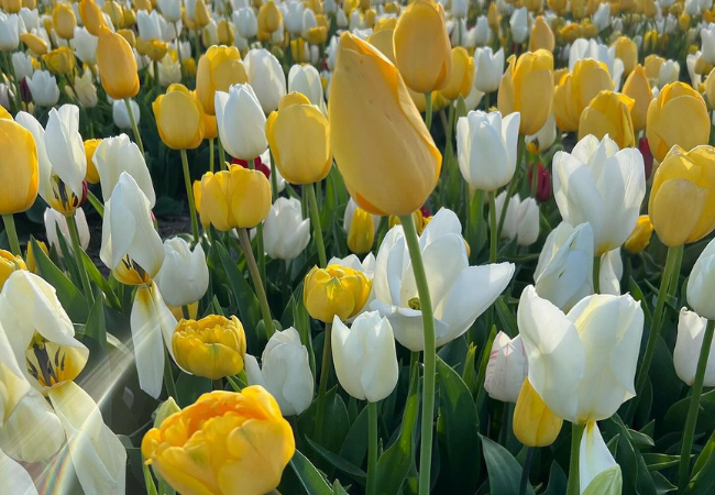 Tulips: Colorful Stars of Spring