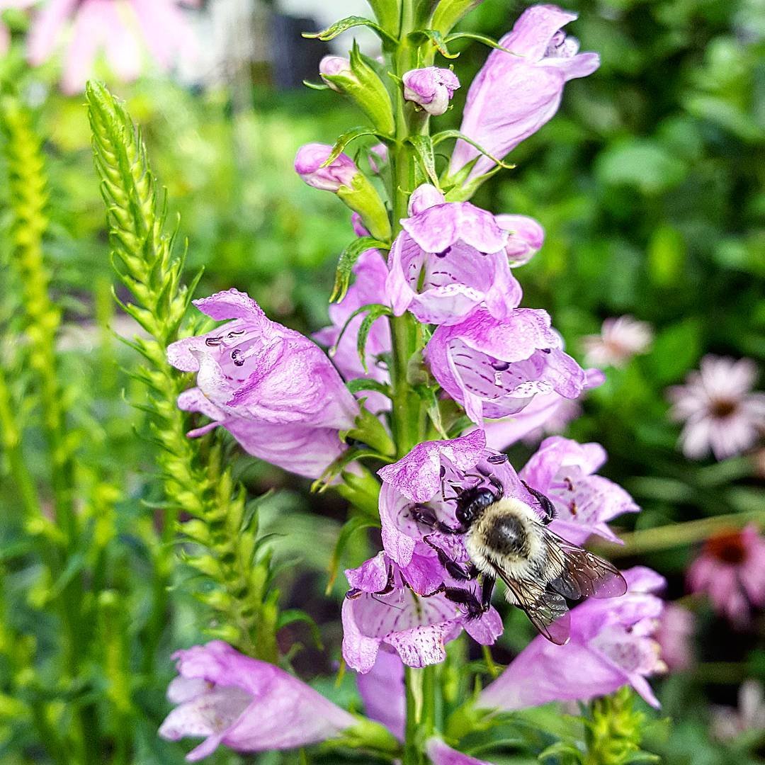 A garden scene with a bee collecting nectar from a Turtlehead flower.