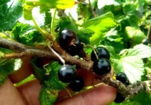 Ultimate Guide : Growing Cassis Fruit in Your Garden