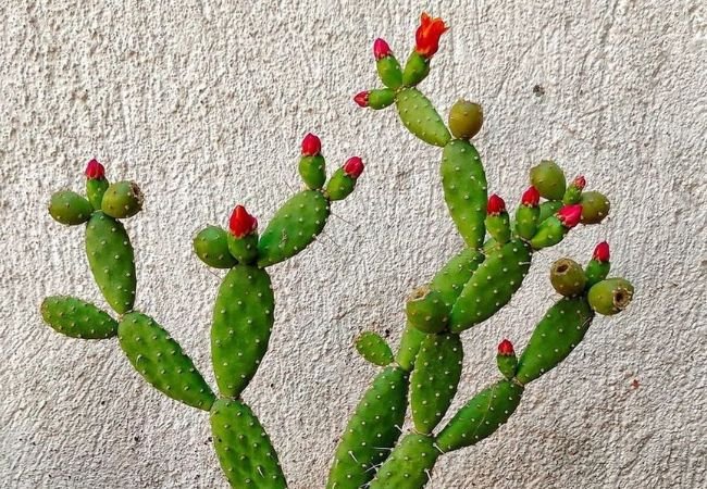 Understanding Cactus Roots: Types, Functions, and Care Tips