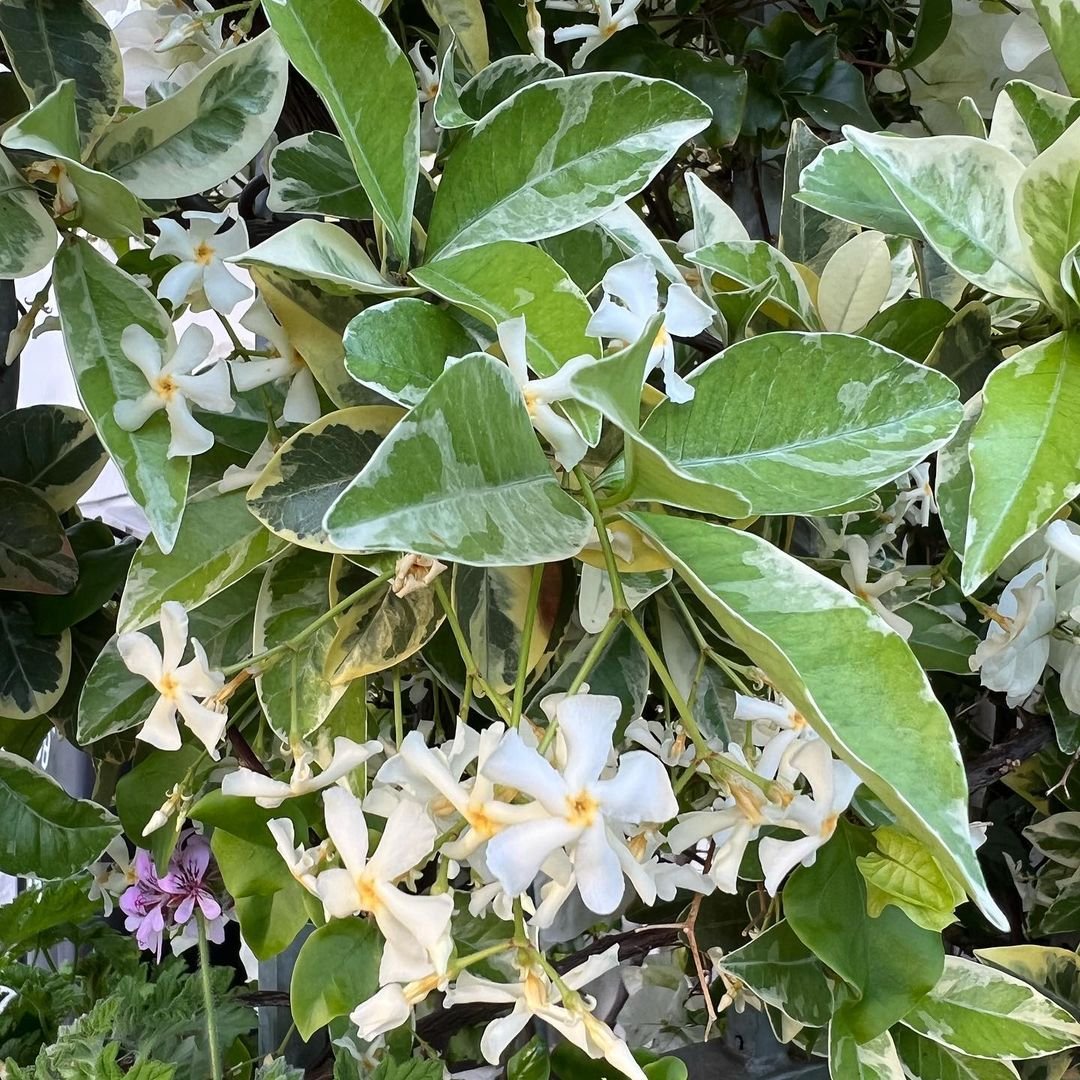  Image of a Variegated Star Jasmine tree with white flowers and green leaves.