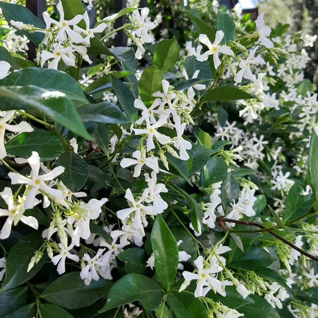 White flowers blooming on a bush with green leaves, known as Variegated Star Jasmine.