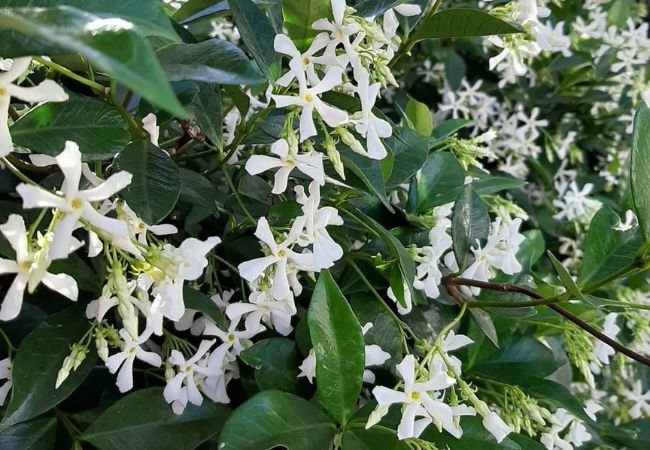 Variegated Star Jasmine : A Striking Twist on a Classic Favorite