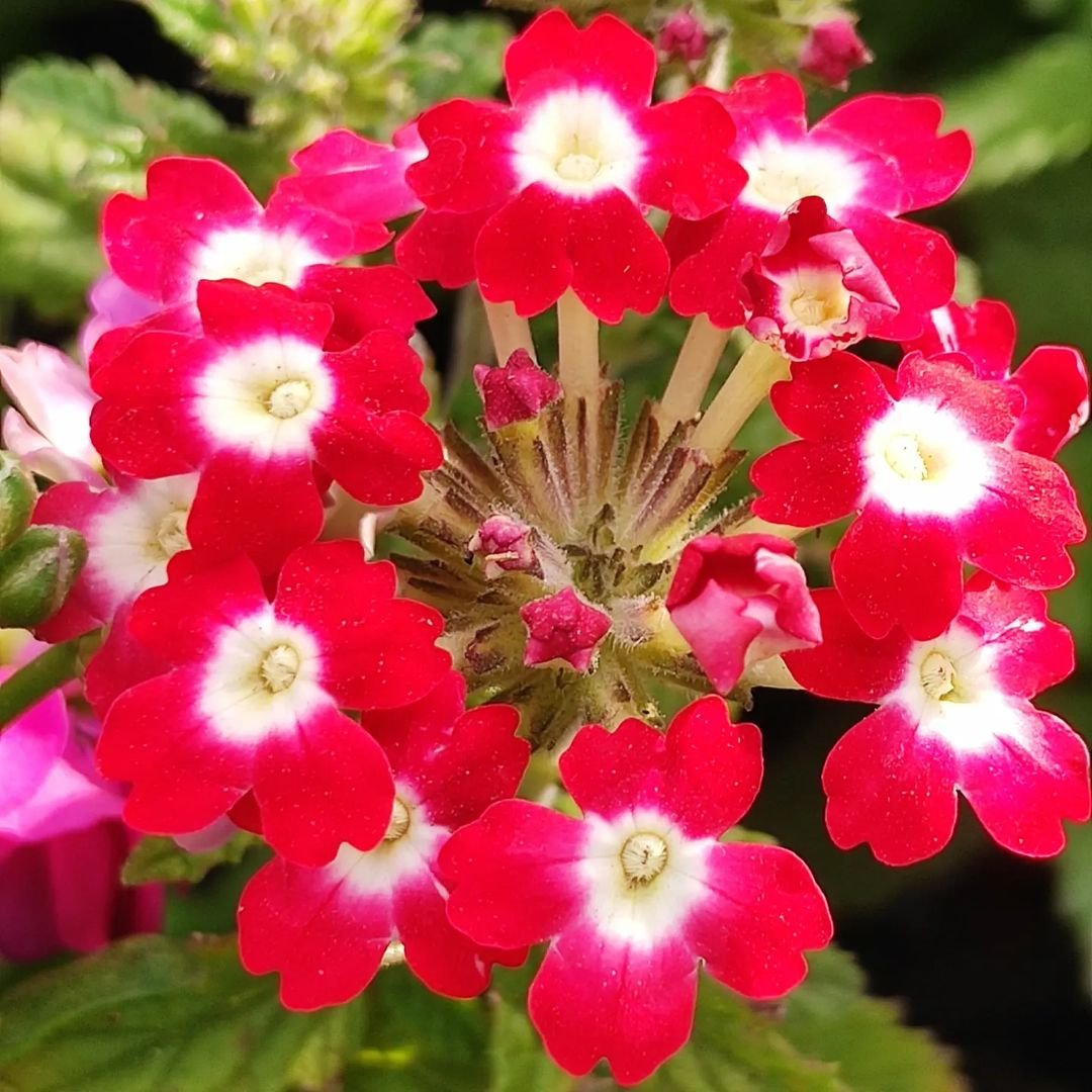 Red and white Verbena flowers in close-up view.