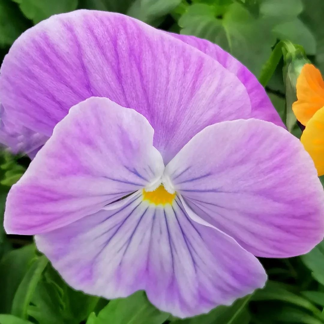 Purple Viola flower with multiple pansies in a row.