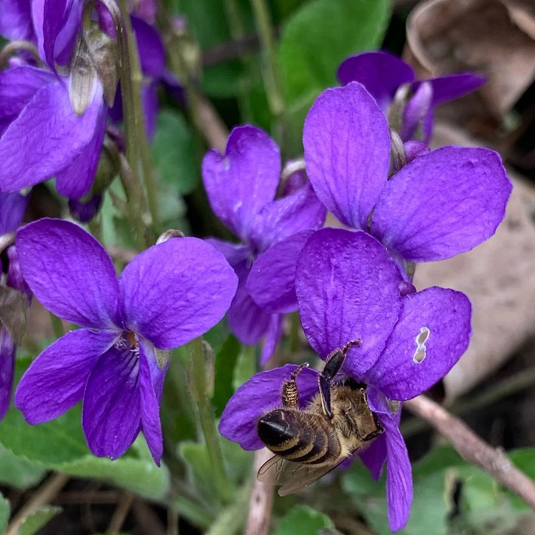 Bee on violet flower with leaves.